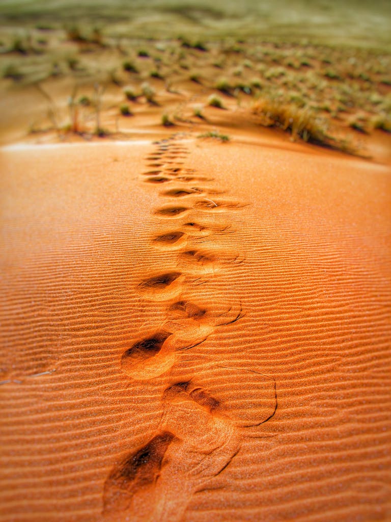 Explore a mesmerizing trail of footprints across a vast sandy desert landscape.