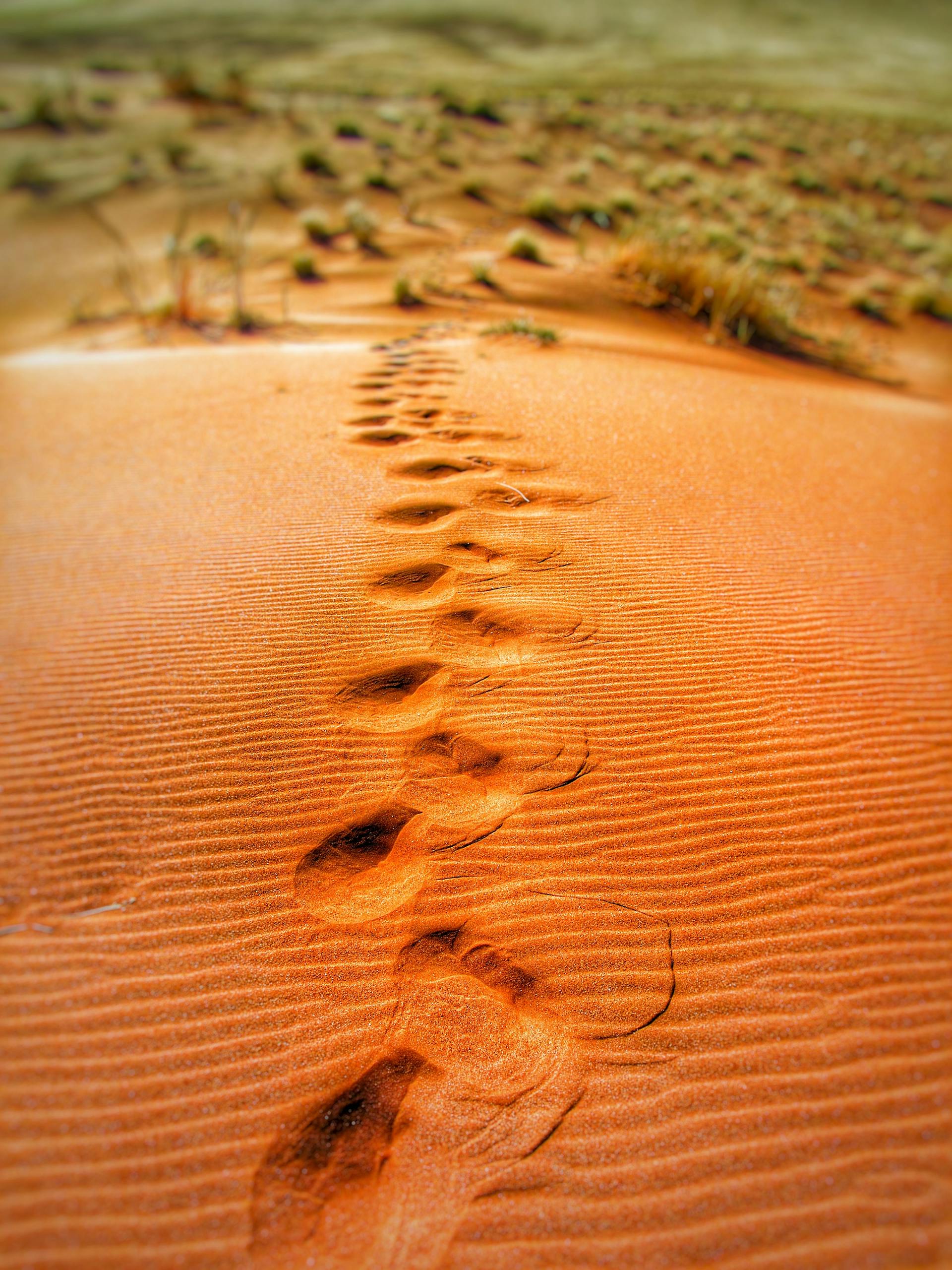 Explore a mesmerizing trail of footprints across a vast sandy desert landscape.
