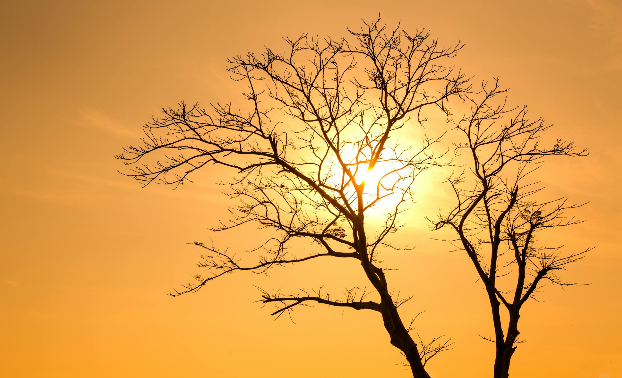 A lone tree silhouetted against a vibrant orange sunrise sky, creating a dramatic natural scene.